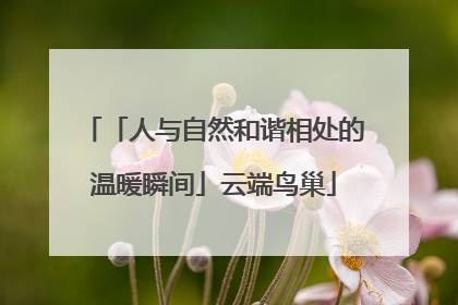 「人与自然和谐相处的温暖瞬间」云端鸟巢