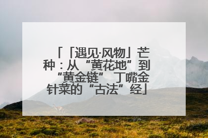 「遇见·风物」芒种：从“黄花地”到“黄金链” 丁嘴金针菜的“古法”经
