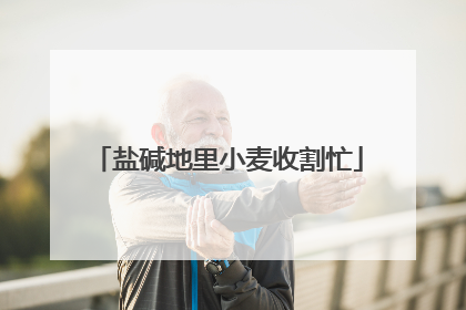盐碱地里小麦收割忙