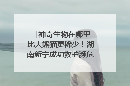 神奇生物在哪里｜比大熊猫更稀少！湖南新宁成功救护濒危鸟类海南鳽