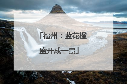 福州：蓝花楹盛开成一景