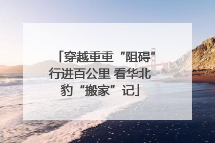 穿越重重“阻碍”行进百公里 看华北豹“搬家”记