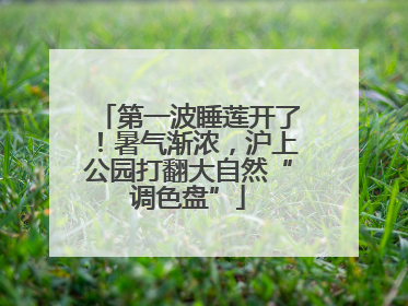 第一波睡莲开了！暑气渐浓，沪上公园打翻大自然“调色盘”