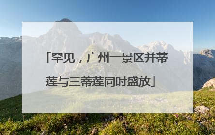 罕见，广州一景区并蒂莲与三蒂莲同时盛放