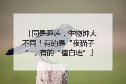 同是睡莲，生物钟大不同！有的是“夜猫子”，有的“值白班”
