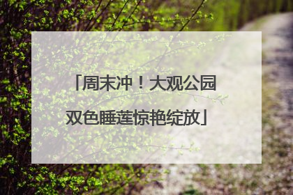 周末冲！大观公园双色睡莲惊艳绽放