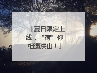 夏日限定上线，“荷”你相遇洪山！