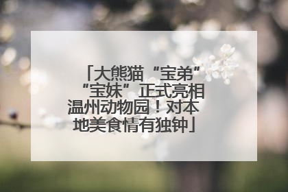 大熊猫“宝弟”“宝妹”正式亮相温州动物园！对本地美食情有独钟