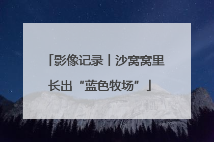 影像记录丨沙窝窝里长出“蓝色牧场”