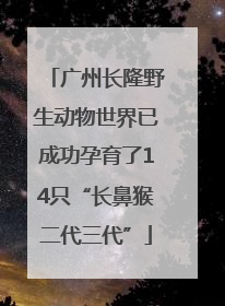 广州长隆野生动物世界已成功孕育了14只“长鼻猴二代三代”