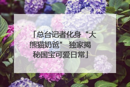 总台记者化身“大熊猫奶爸” 独家揭秘国宝可爱日常