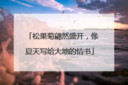 松果菊翩然盛开，像夏天写给大地的情书