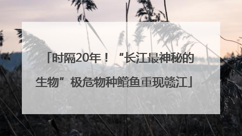 时隔20年！“长江最神秘的生物”极危物种鳤鱼重现赣江