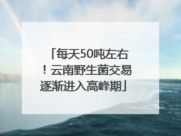 每天50吨左右！云南野生菌交易逐渐进入高峰期