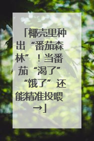 椰壳里种出“番茄森林”！当番茄“渴了”“饿了”还能精准投喂→