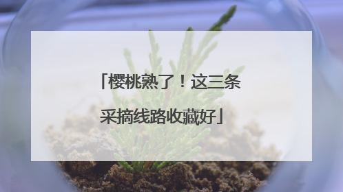 樱桃熟了！这三条采摘线路收藏好