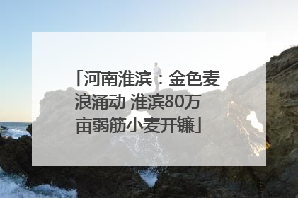 河南淮滨：金色麦浪涌动 淮滨80万亩弱筋小麦开镰