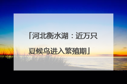 河北衡水湖：近万只夏候鸟进入繁殖期