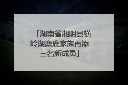 湖南省湘阴县横岭湖麋鹿家族再添三名新成员