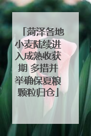 菏泽各地小麦陆续进入成熟收获期 多措并举确保夏粮颗粒归仓
