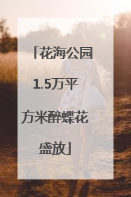 花海公园1.5万平方米醉蝶花盛放