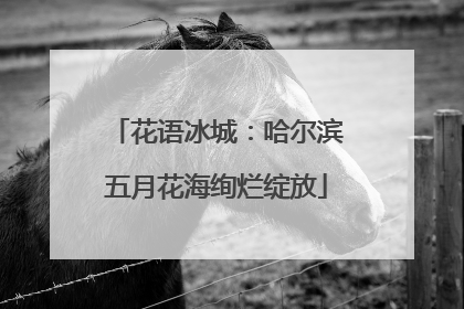 花语冰城：哈尔滨五月花海绚烂绽放