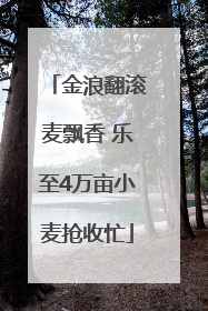 金浪翻滚麦飘香 乐至4万亩小麦抢收忙