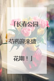 长春公园芍药迎来盛花期！