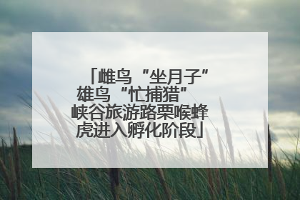 雌鸟“坐月子”雄鸟“忙捕猎” 峡谷旅游路栗喉蜂虎进入孵化阶段