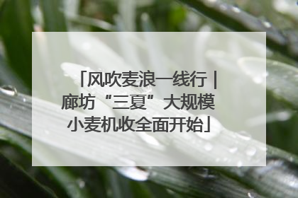 风吹麦浪一线行｜廊坊“三夏”大规模小麦机收全面开始