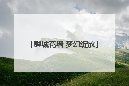 鲤城花墙 梦幻绽放