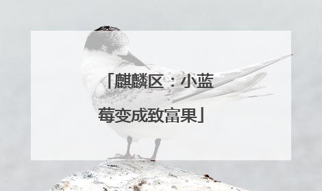 麒麟区：小蓝莓变成致富果