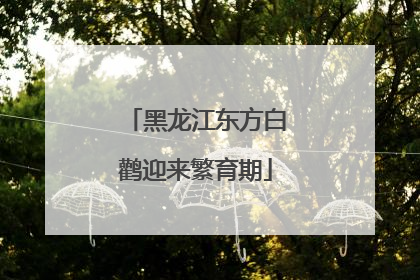 黑龙江东方白鹳迎来繁育期