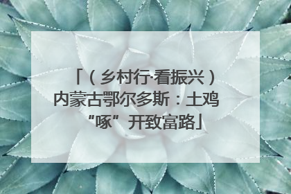 （乡村行·看振兴）内蒙古鄂尔多斯：土鸡“啄”开致富路
