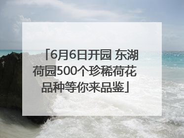 6月6日开园 东湖荷园500个珍稀荷花品种等你来品鉴